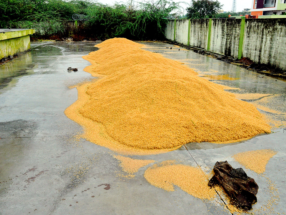 Crops Damage Due to Unexpected Rain in Telangana Photos - Sakshi13