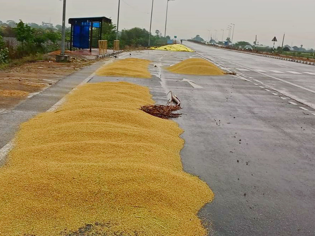 Crops Damage Due to Unexpected Rain in Telangana Photos - Sakshi15