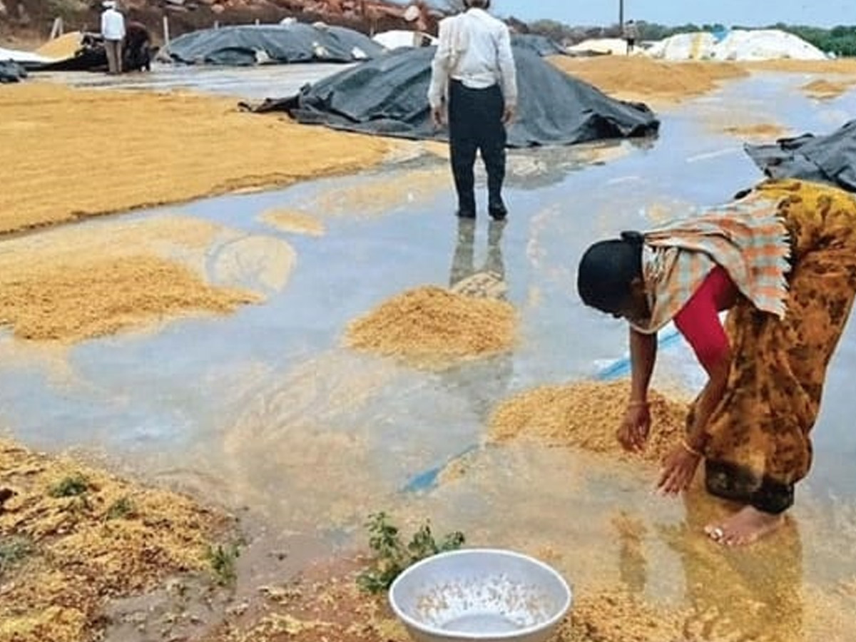 Crops Damage Due to Unexpected Rain in Telangana Photos - Sakshi19