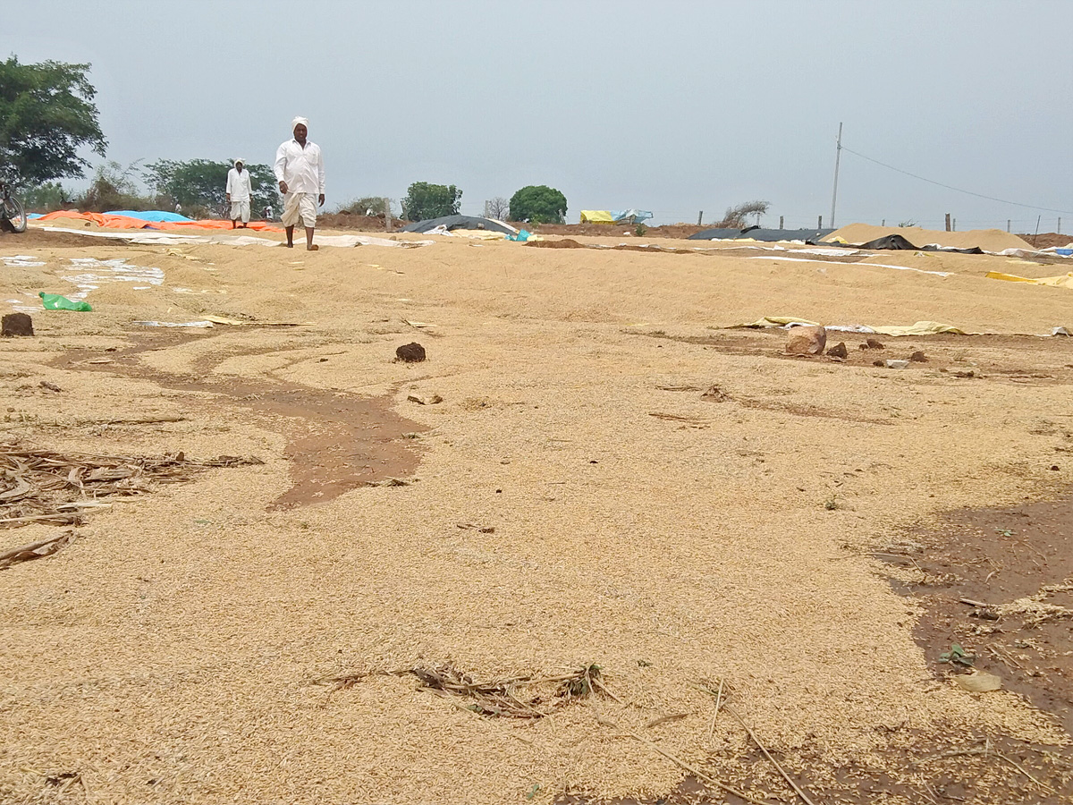 Crops Damage Due to Unexpected Rain in Telangana Photos - Sakshi3