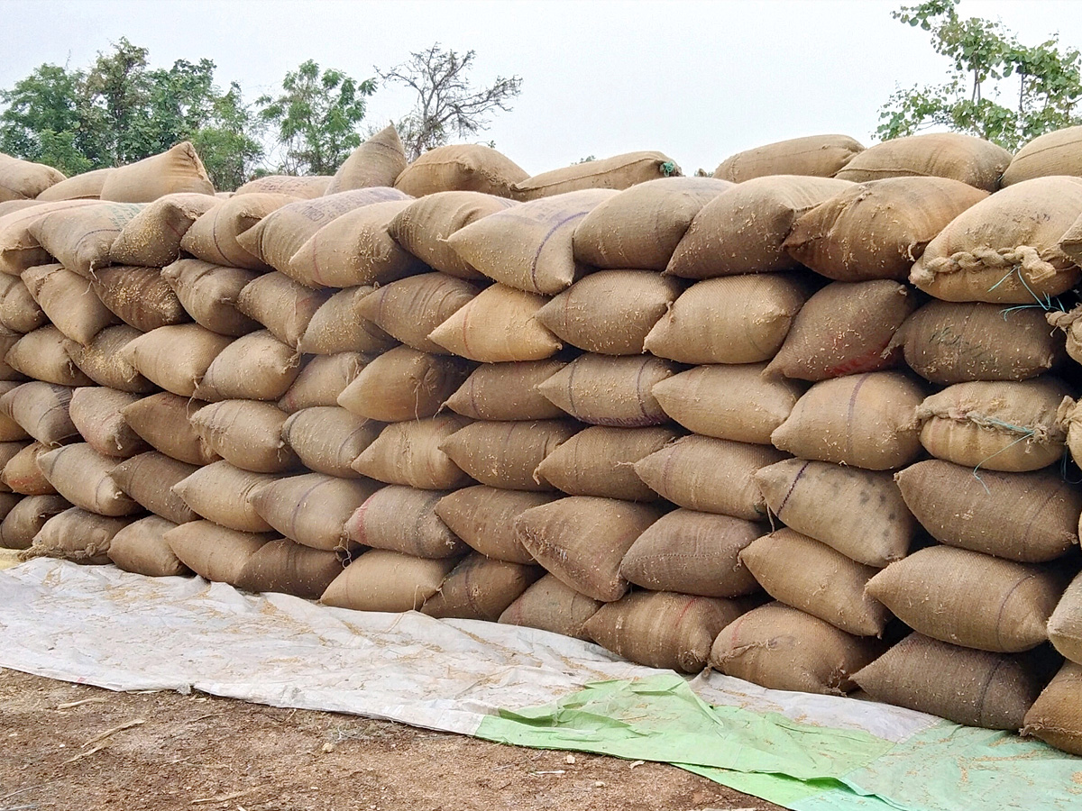 Crops Damage Due to Unexpected Rain in Telangana Photos - Sakshi4