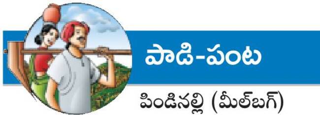 లిల్లీని పిండినల్లిపేస్తోంది1