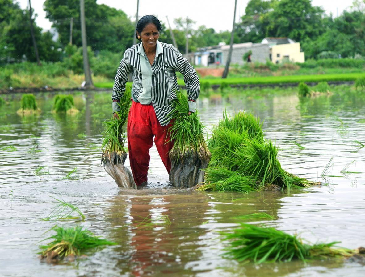 AP: Monsoon Rain Brings Cheer For Paddy Farmers - Sakshi