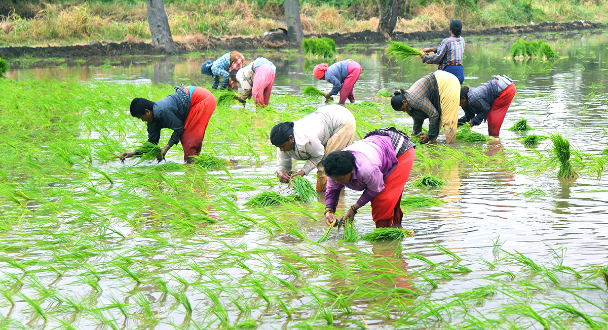 AP: Monsoon Rain Brings Cheer For Paddy Farmers - Sakshi